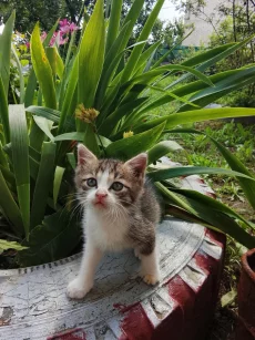 Котята ищут дом, мальчик и девочка 2 месяца