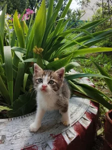 Котята ищут дом, мальчик и девочка 2 месяца