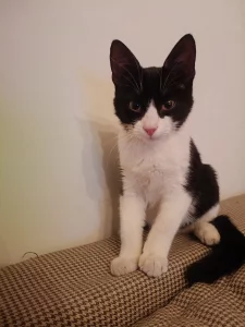 Найден домашний котёнок