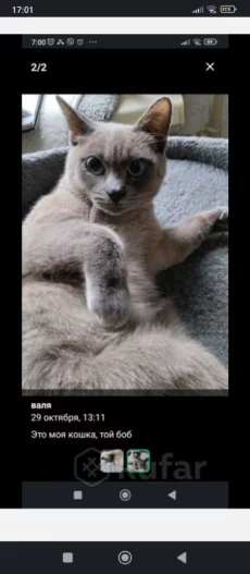 Кошка той боб