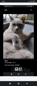 Кошка той боб