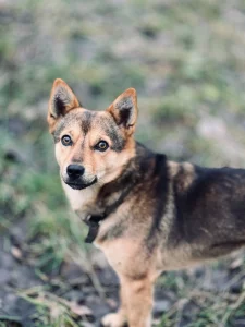 Мини Овчарик Цезарь