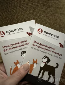 Щенок шпиц миник