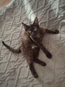 Котенок - подросток в хорошие руки