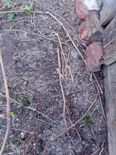 Девичий виноград