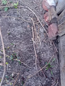 Девичий виноград