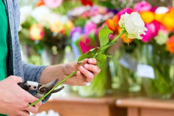 Простые правила для продления жизни розам и другим срезанным цветам