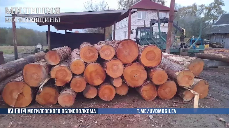 Работник лесхоза и его сообщник похитили древесину в Бобруйском районе