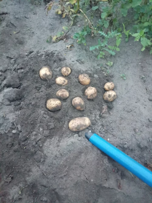 Картофель этого года