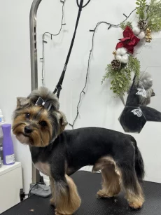 Груминг собак и котов