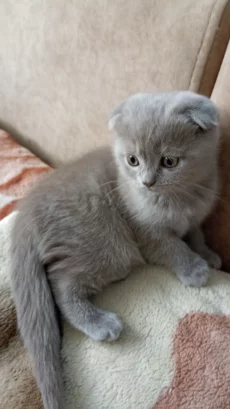 Шотландские лиловые котята