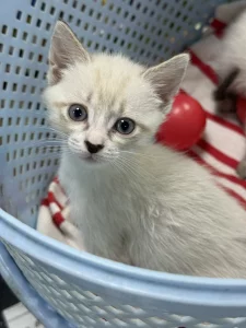 Красивые Котята