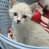 Красивые Котята