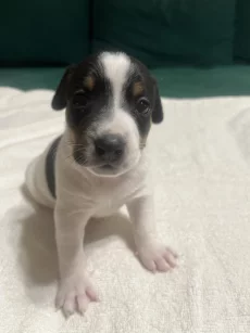 Щенки джек-рассел терьера