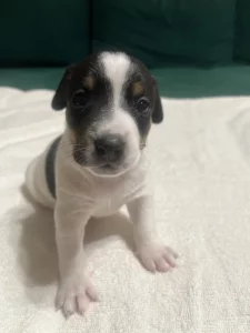 Щенки джек-рассел терьера