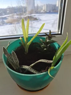 Комнатные цветы по 5 рублей