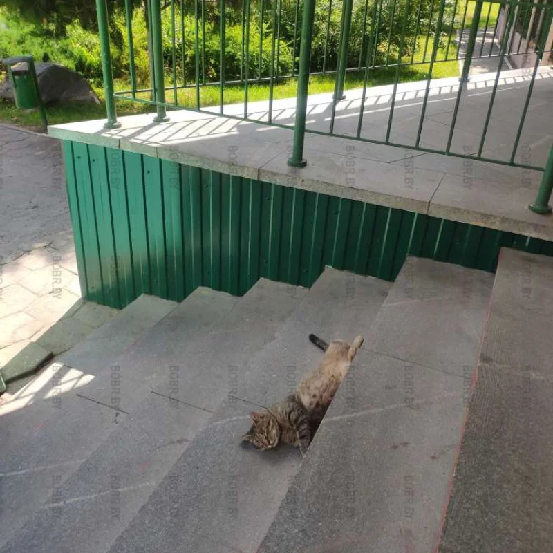 Соня