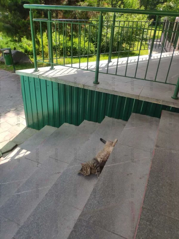 Соня