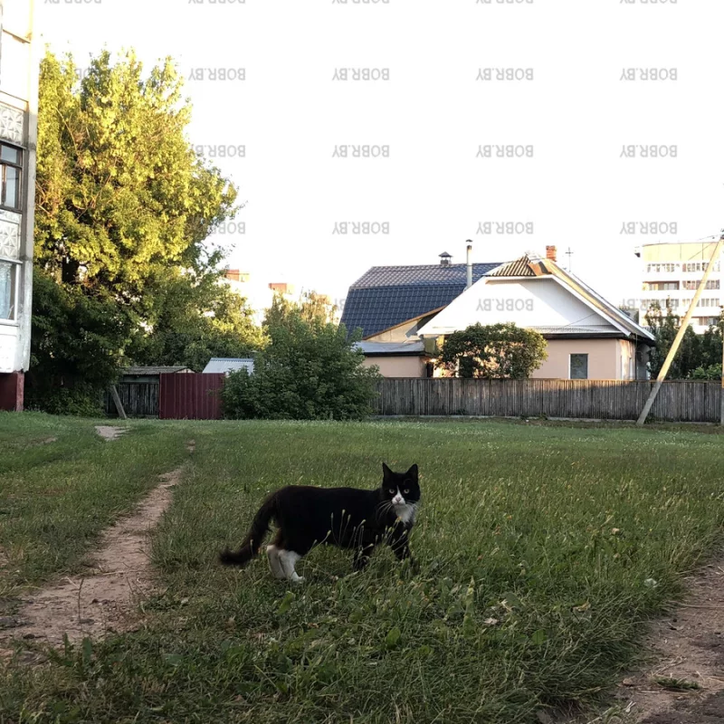Хозяин улицы Чонгарская 