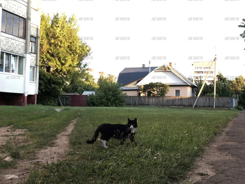 Хозяин улицы Чонгарская 