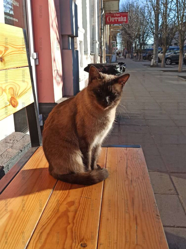 Котик как реклама)