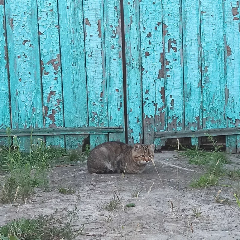 Котики Бобруйска