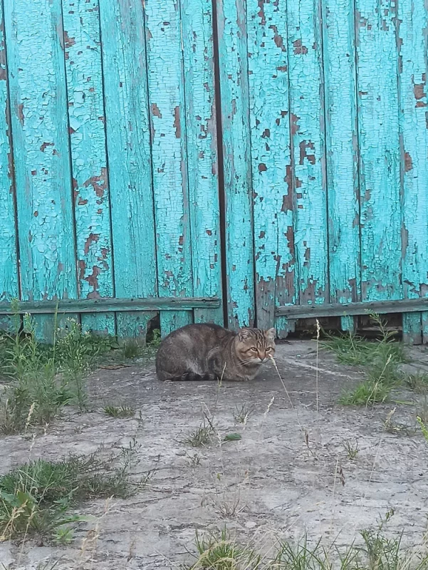 Котики Бобруйска