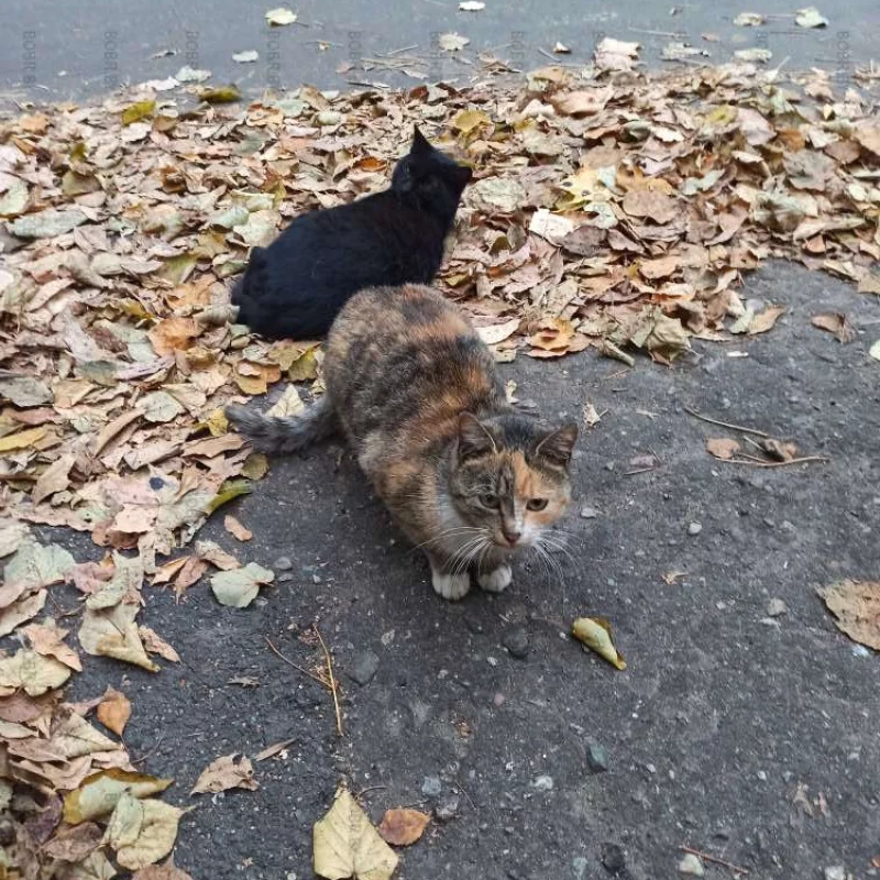 Котики тоже любят осень.
