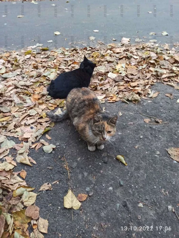 Котики тоже любят осень.