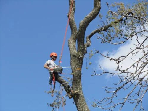 Окажу услуги по спилу деревьев