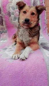 Лапка, 1 год, стерилизована