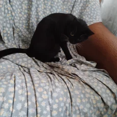 Кошечка Багира ищет новую семью