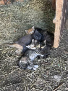 Котята даром