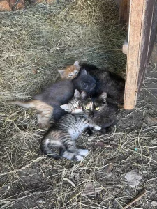 Котята даром