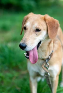 Красавец-пес ищет дом