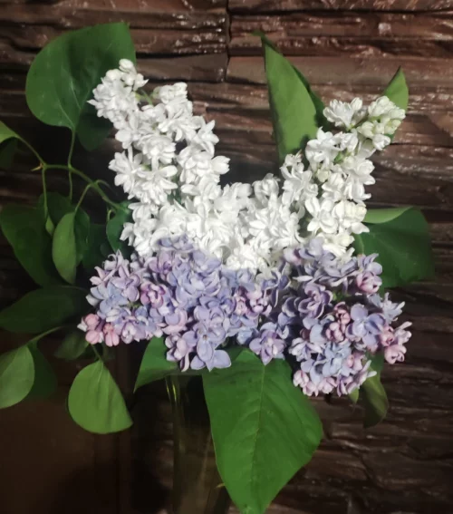 Сирень сортовая (саженцы)