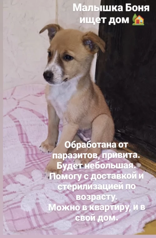 Боня