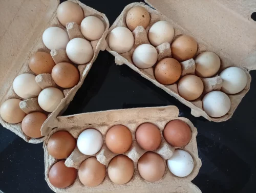 Яйцо куриное