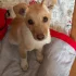 Щенок в заботливые руки