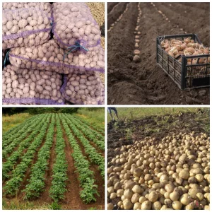 Семенной картофель