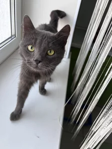 Молоденький котик ищет дом