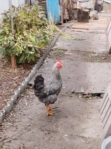 Молодые петухи