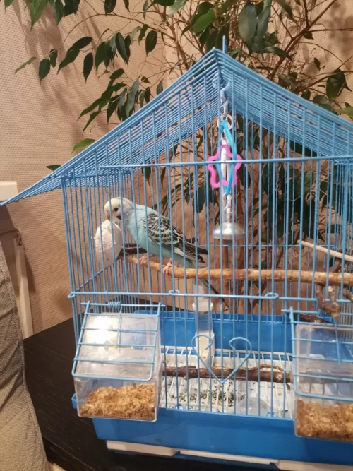 Попугай мальчик 5месяцев