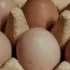 Яйца куриные
