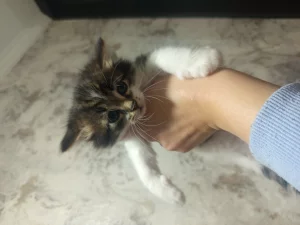 Отдам котят в хорошие руки