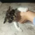Отдам котят в хорошие руки