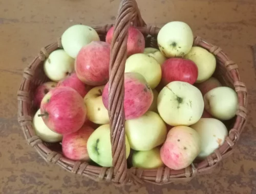 Яблоки деревенские