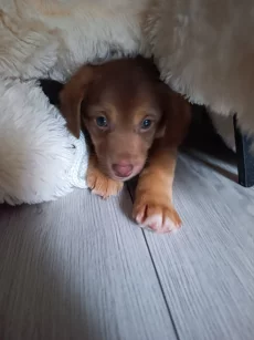 Отдам щенка в добрые руки