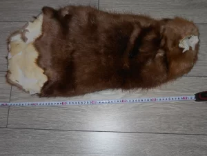 Шкурка бобра