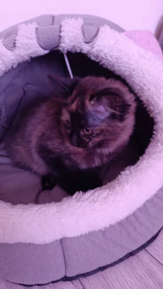 Кошечка